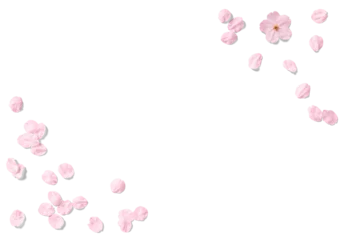 Foto op Plexiglas 切り抜きで使える、リアルな影付き桜の花吹雪 © AGRX