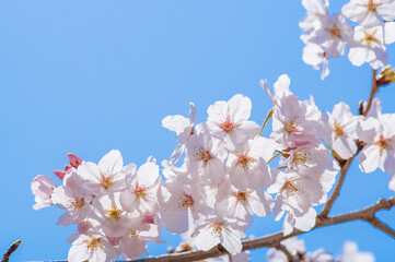 さくら　春のイメージ