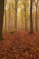 Obraz premium Walk into the mystical Wyre Forest on a foggy morning.