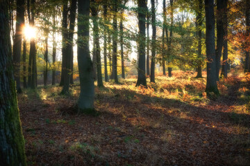 Autumn in the Wyre Forest, Bewdley, Worcestershire
