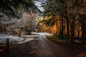 Obraz premium The Magical Wyre Forest in winter.