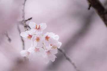 満開の桜