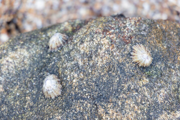 marine shell animals attached to the rocks of the Atlantic Ocean in the town of Baiona, Galicia,...