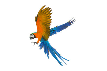 Colorful flying parrot isolated on transparent background.	