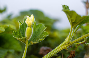 Calabash or bottle gourd bud with flower close up inside of an agricultural farm