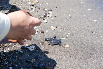 Releasing hatchlings on the beach as a turtle conservation effort. Sea turtles are one of the protected fauna because their population is endangered