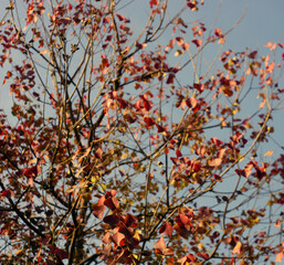 The beauty of fabulous Autumn season