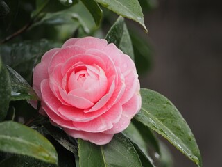 乙女椿　ピンクの花