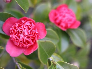 椿の花　変り咲き