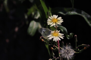 白い花の蜜を吸いにきたモンシロチョウ