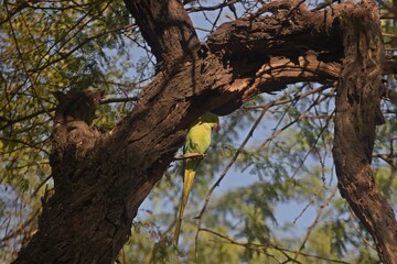parrot on a tree 