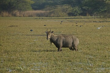 Naklejka premium male blue bull in grass field 