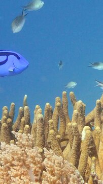 Vertical video of Acropora coral with damselfishes and dory swimming above