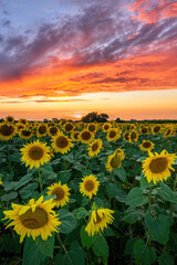 Obraz premium Summer sunset over filed of sunflowers