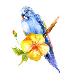 Watercolor blue parrot and yellow hibiscus flower isolated on white background.