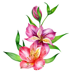 Watercolor alstroemeria flowers with leaves isolated on white background.