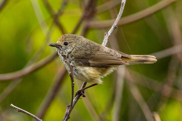 Brown Thornbill in Victoria, Australia