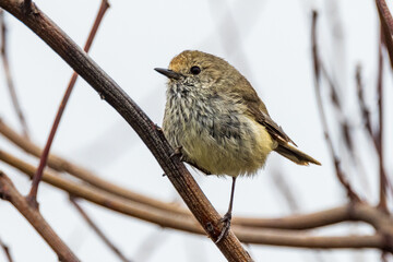 Brown Thornbill in Victoria, Australia
