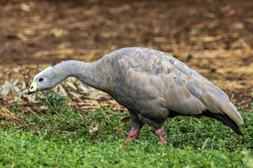 Cape Barren Goose in Victoria, Australia