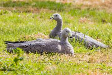 Cape Barren Goose in Victoria, Australia
