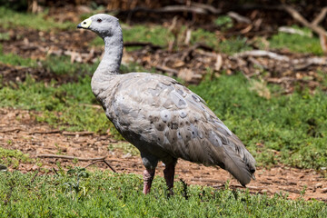 Cape Barren Goose in Victoria, Australia