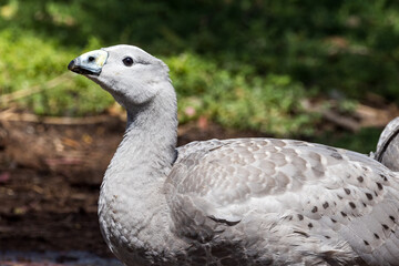 Cape Barren Goose in Victoria, Australia