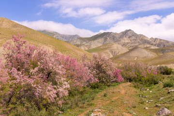 Fototapeta na wymiar Beautiful blooming tamarisk in the mountains.