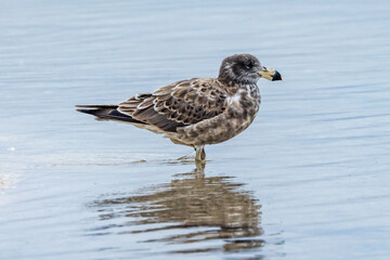 Juvenile Pacific Gull in Victoria, Australia