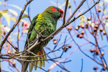 Musk Lorikeet in Victoria, Australia
