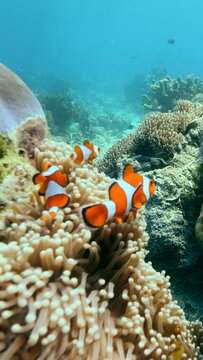Vertical video of Bright orange nemo or clownfishes swimming above their anemone