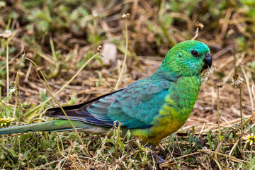 Red-rumped Parrot in Victoria, Australia