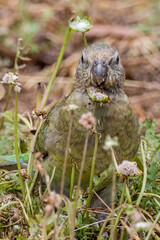 Red-rumped Parrot in Victoria, Australia