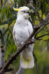 Sulphur-crested Cockatoo in Victoria, Australia