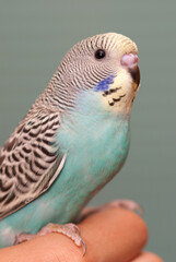 Budgie on a hand