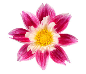 Fototapeta premium Dahlia