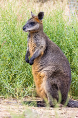 Tasmanian Pademelon in Victoria, Australia