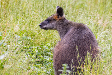 Tasmanian Pademelon in Victoria, Australia