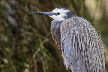 White-faced heron in Victoria, Australia