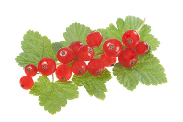 Currant