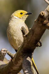 White-plumed Honeyeater in Victoria, Australia