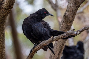 White-winged Chough in Victoria, Australia