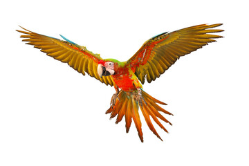 Colorful flying parrot isolated on transparent background.	