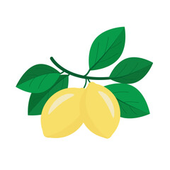 Vector image of a branch with lemons and leaves close-up on a white background. Graphic design.
