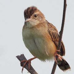 Zitting Cisticola