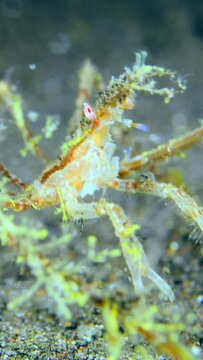 Vertical video of Spiny spider crab trying to catch passing prey over sandy area
