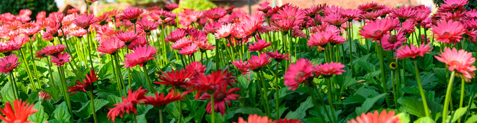 Panorama of pink Gerbera flowers in the garden