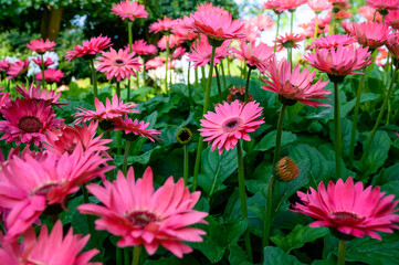 Pink Gerbera flowers in the garden