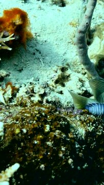 Vertical video of damselfish with isopode parasite stuck on the back of the boby