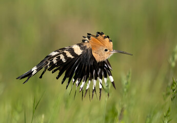 Eurasian hoopoe bird close up ( Upupa epops )