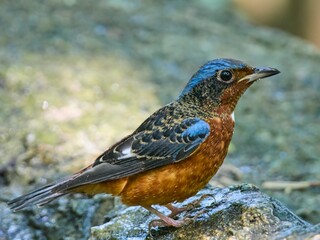 White-throated Rock Thrush
